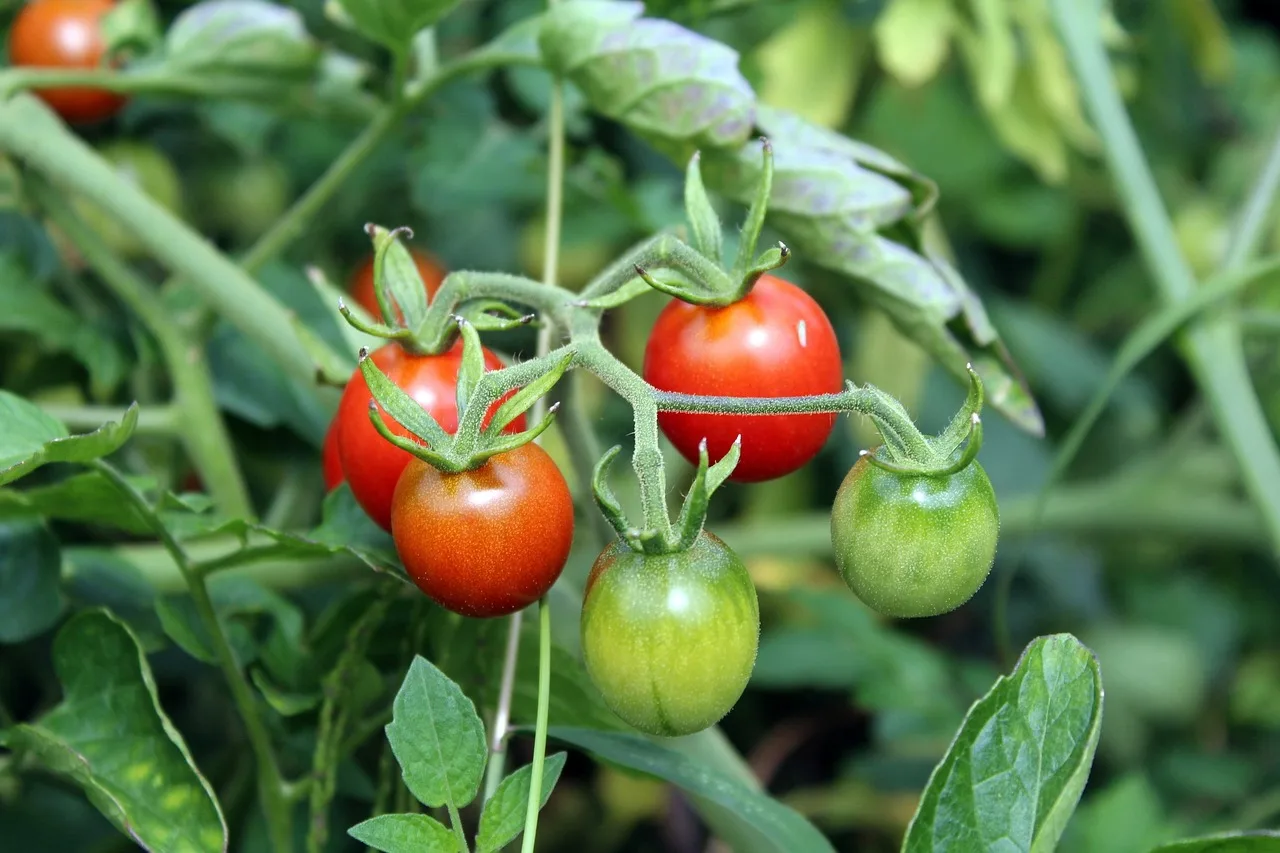 amenager un petit jardin avec des tomates