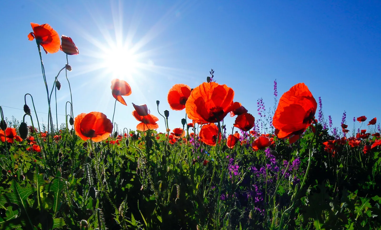 fleurs jardin