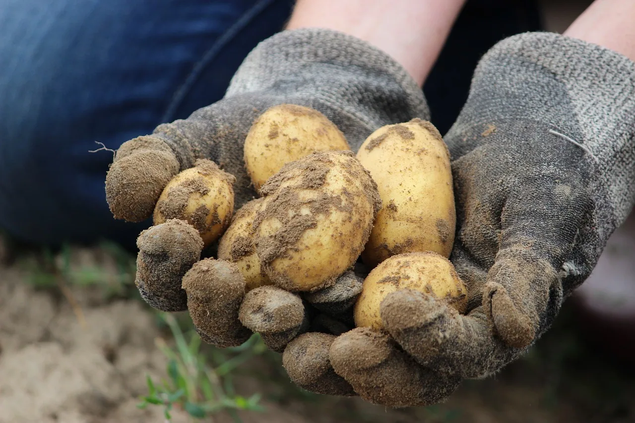 trouver la bonne technique pour cultiver de bonnes pommes de terre