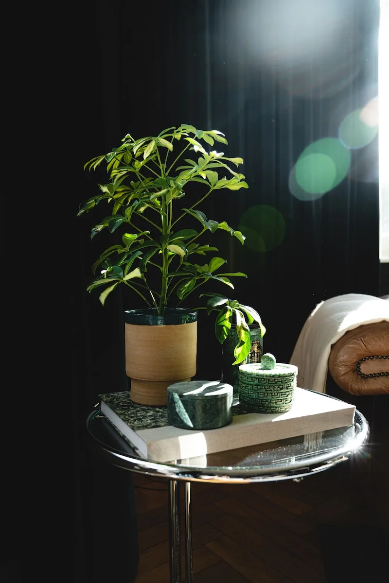 plantes intérieur