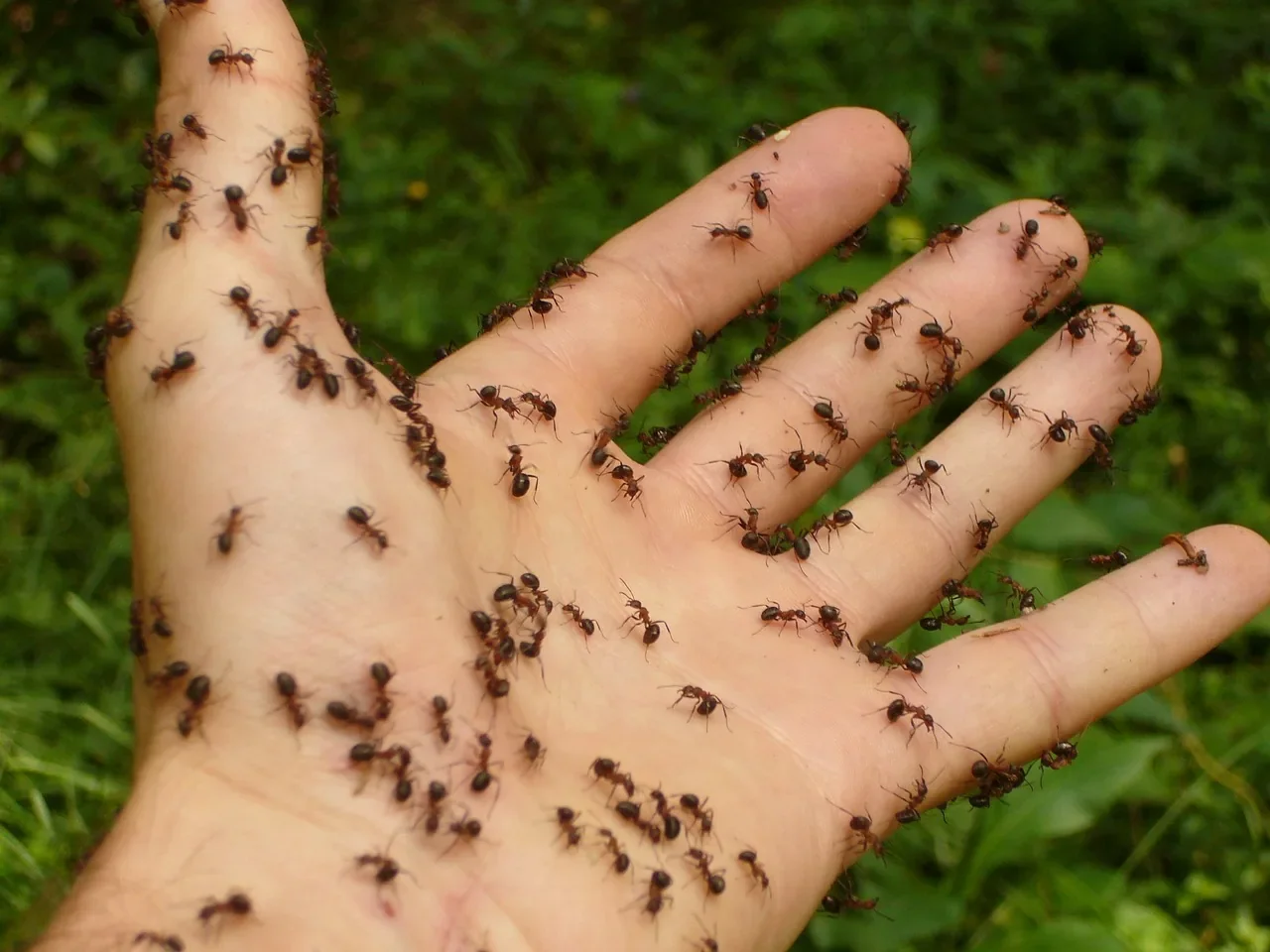 comment se debarrasser des fourmis dans son jardin
