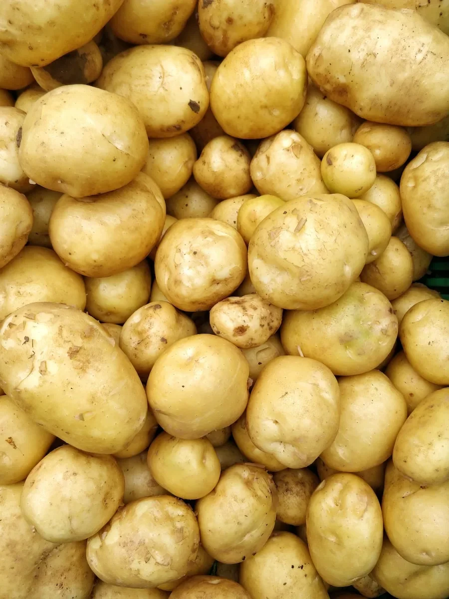 rotation des cultures de pommes de terre