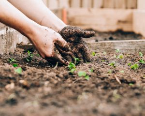Comment créer un jardin biologique durable dans votre jardin ?