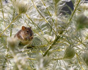 Comment éliminer les rats de son jardin ?