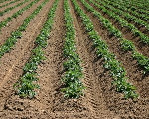 Qu&rsquo;est-ce que la fertilisation des pommes de terre ?