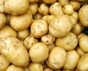 La rotation des cultures dans la plantation de pommes de terre