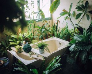 Quelle plante pour une salle de bain ?